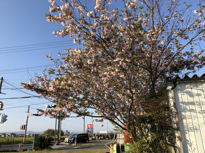 sakura